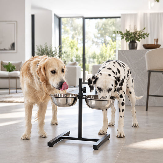 Golden Retriever and Dalmatian using an adjustable elevated double dog bowl stand in a modern home