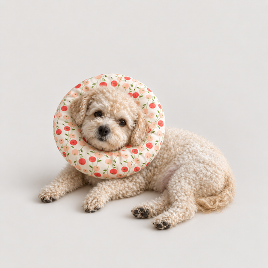 Adjustable soft recovery donut collar on a resting dog