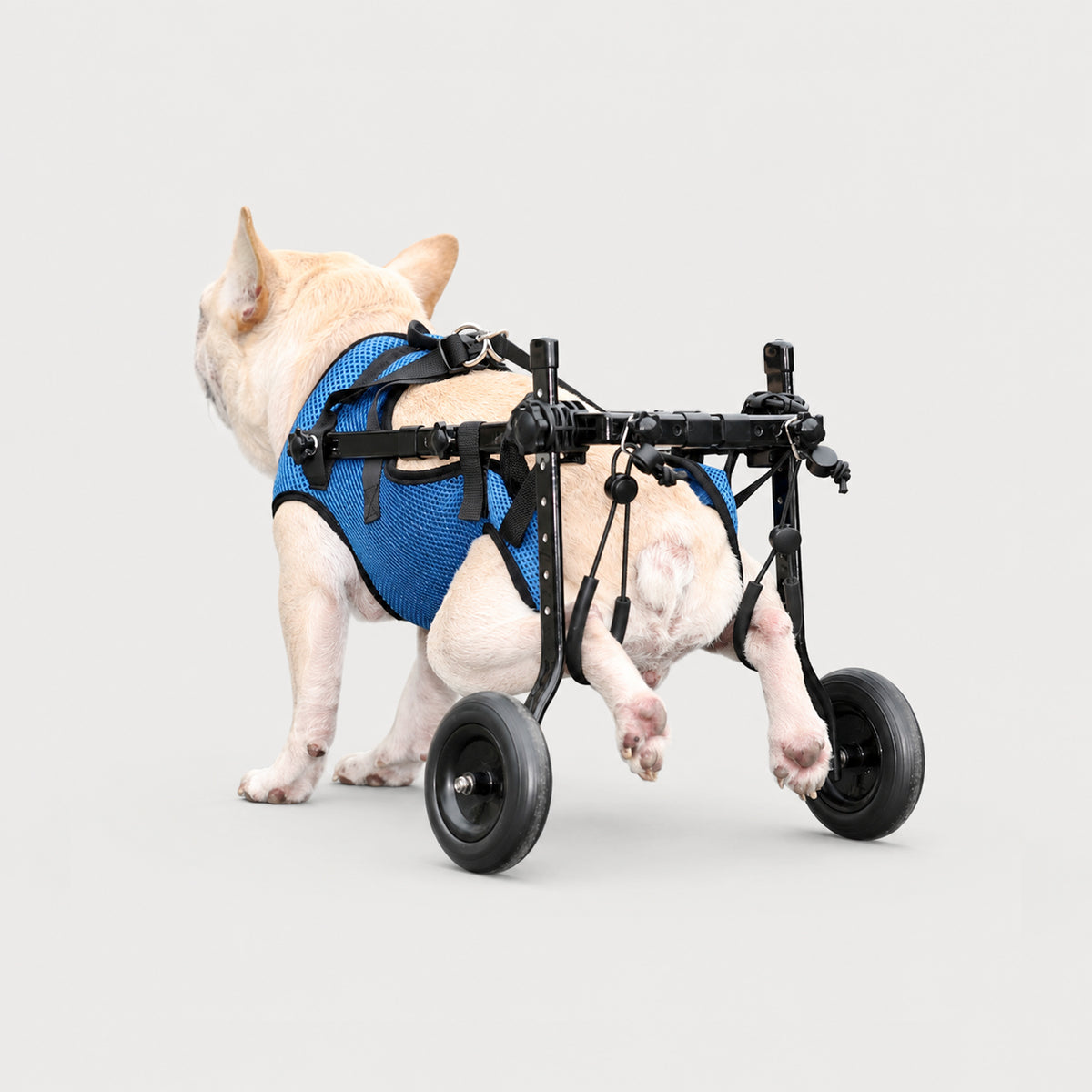 BarkTango blue adjustable dog wheelchair for hind leg support
