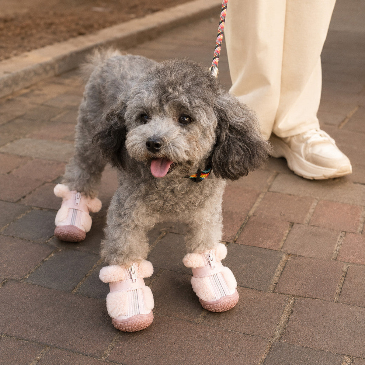 Small gray poodle wearing pink CozyStep winter dog boots on an outdoor walk
