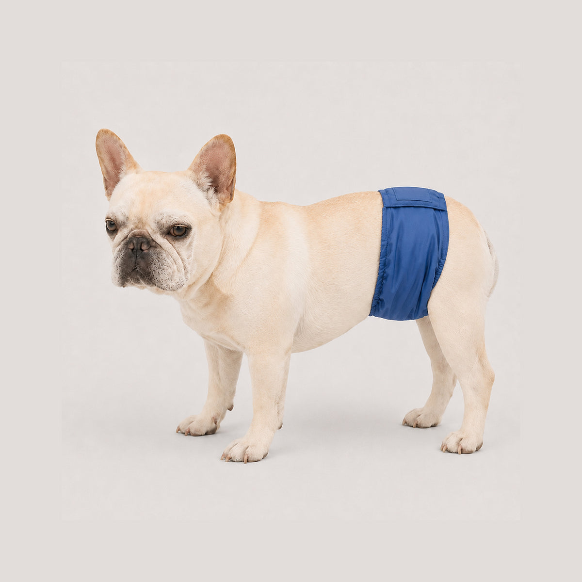 DryGuard washable male dog belly band with adjustable waist fit for indoor marking and occasional leaks