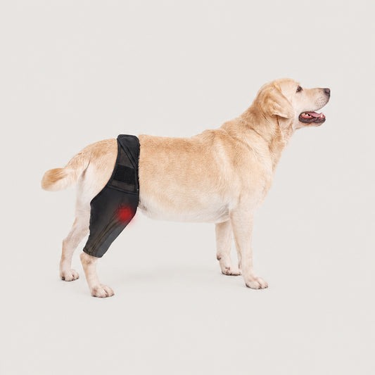 FlexSupport dog knee and hind leg brace in black for rear leg mobility support