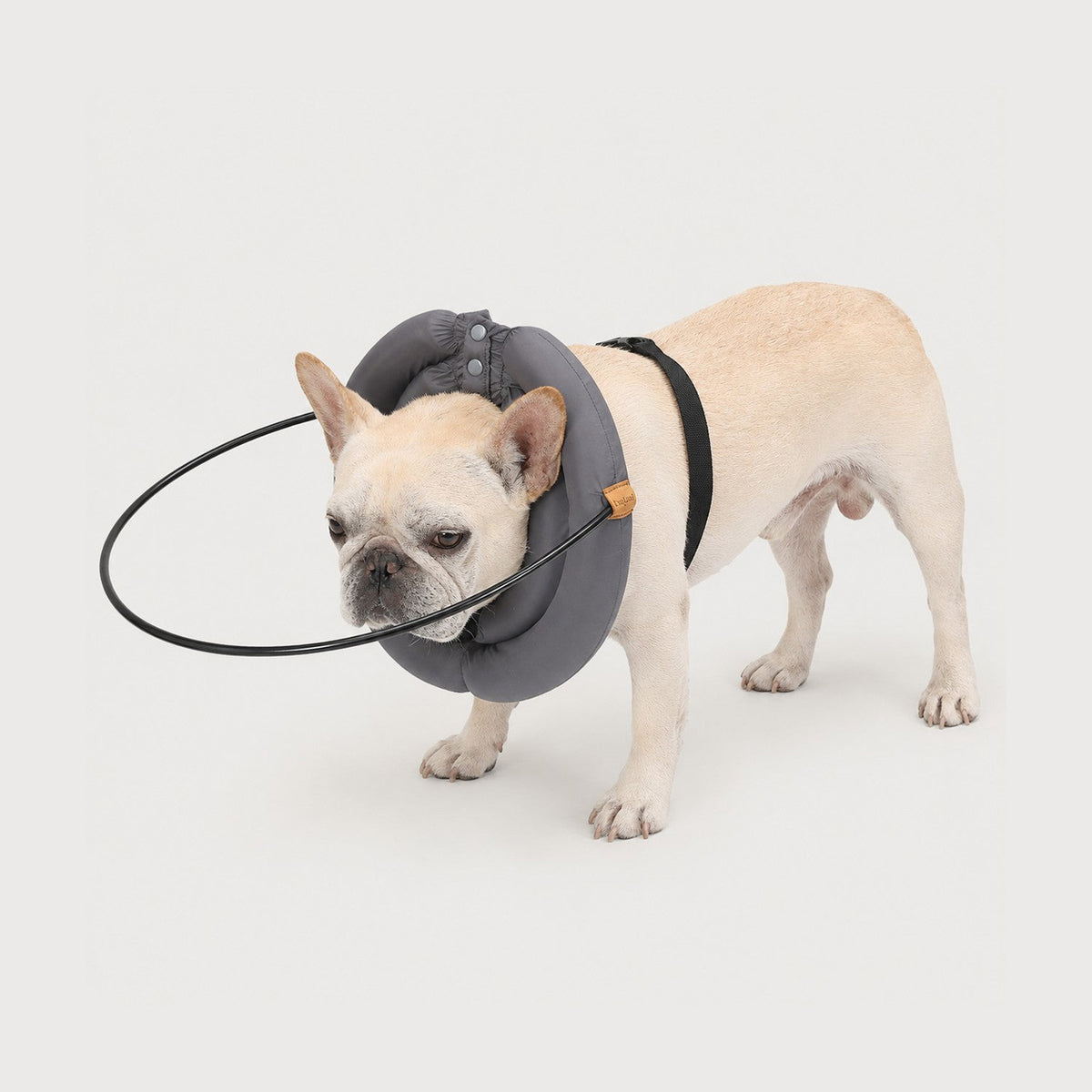 French Bulldog wearing a gray GentleGuide blind dog halo harness showing the protective ring fit