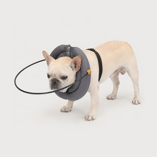 French Bulldog wearing a gray GentleGuide blind dog halo harness showing the protective ring fit