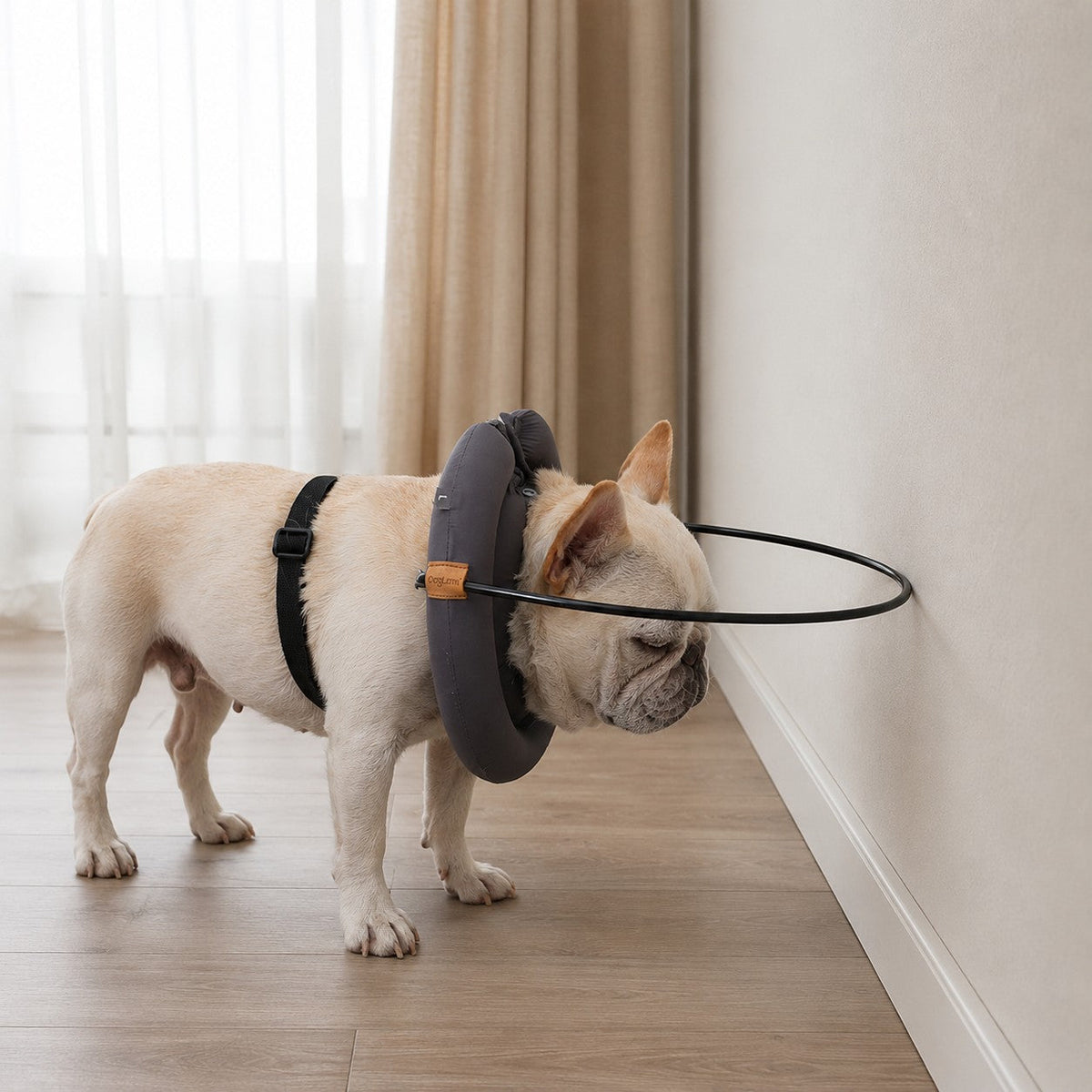Blind dog wearing a gray GentleGuide halo harness while navigating safely near a wall