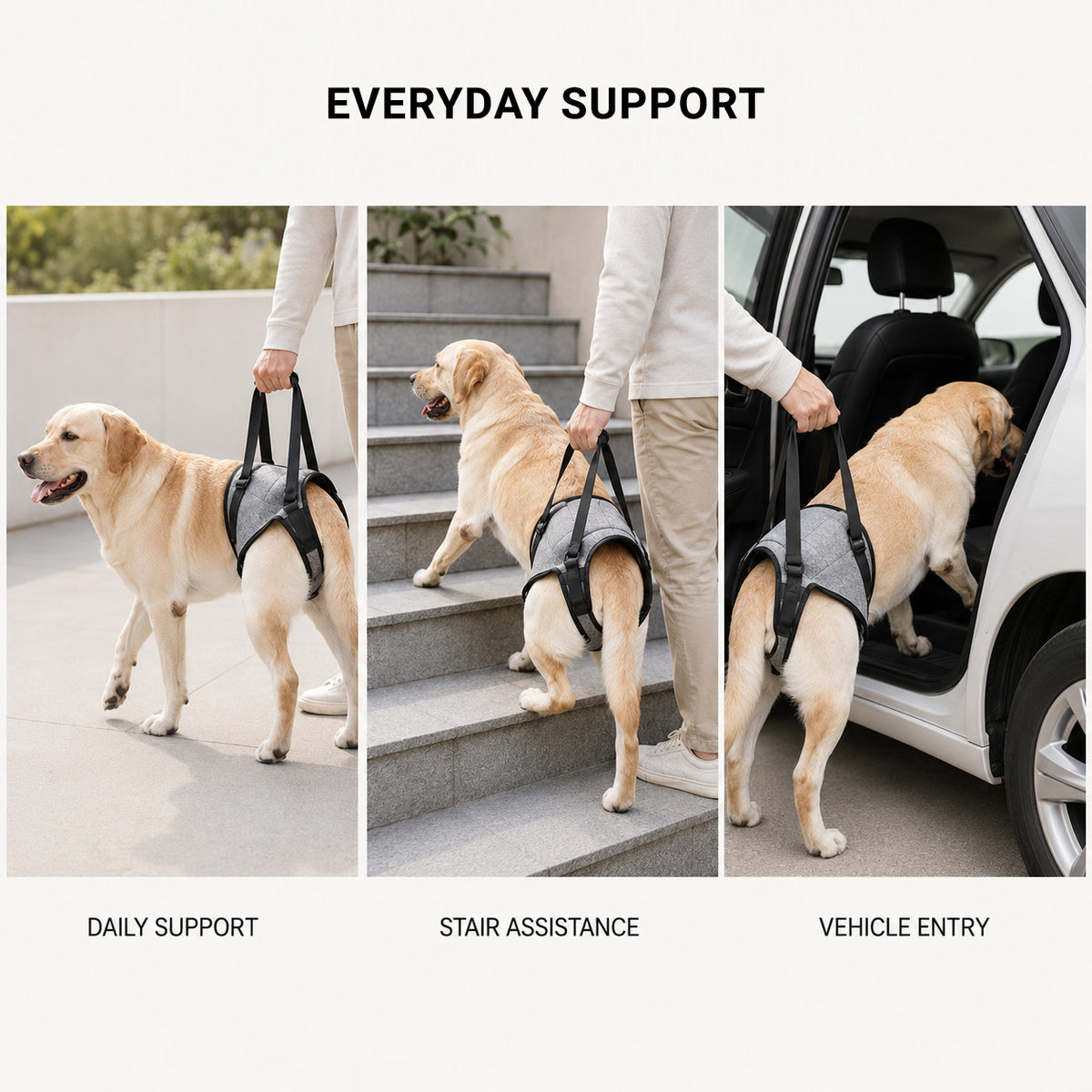 Senior dog wearing the GentleLift rear support harness during assisted walking
