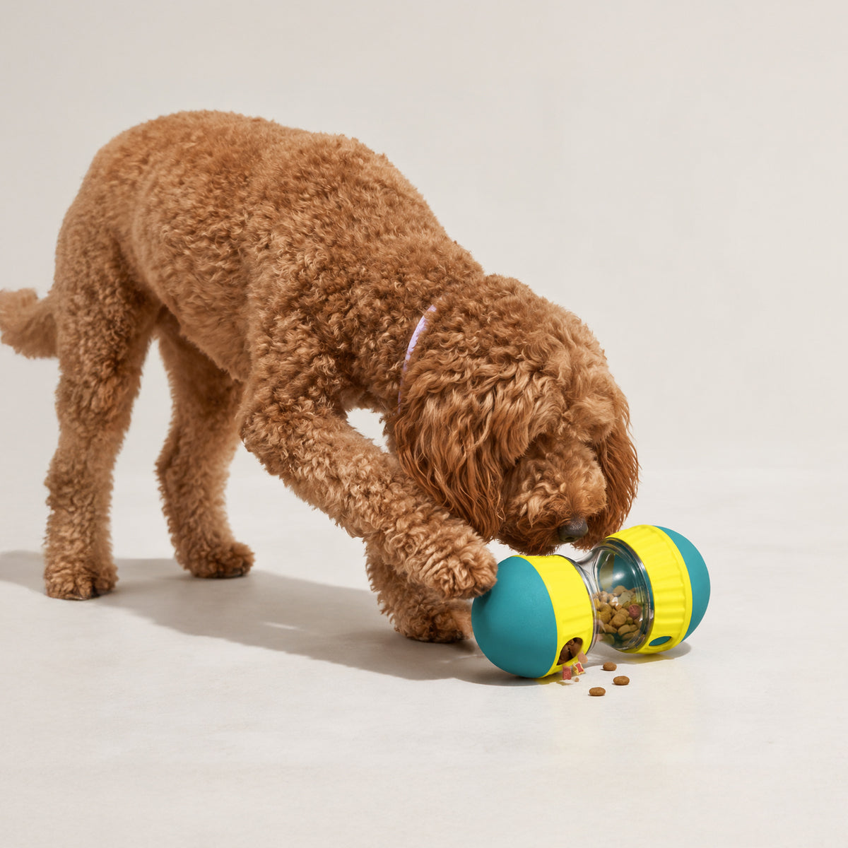 Interactive treat puzzle ball used during indoor dog enrichment playtime