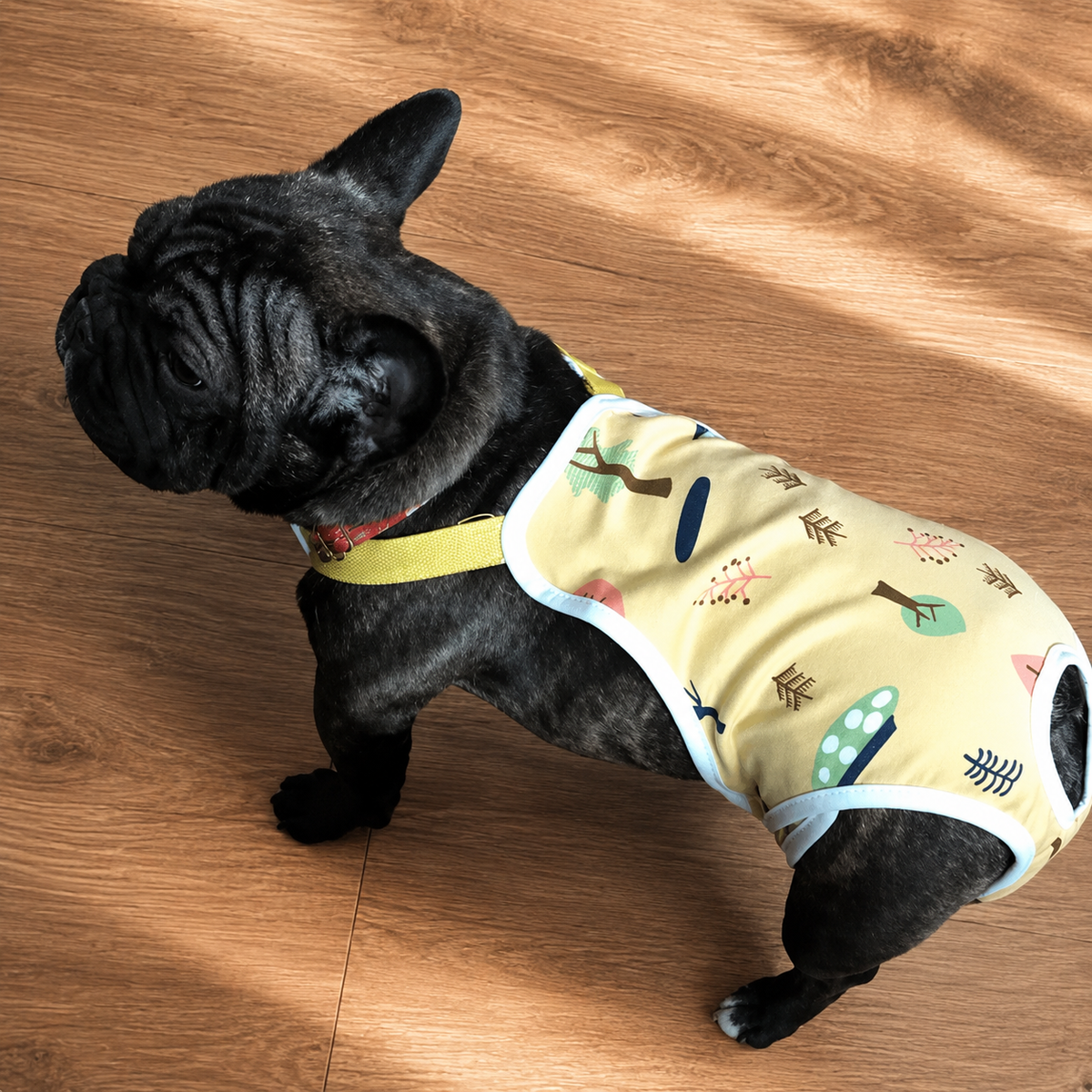 Senior female dog wearing NightGuard washable protection pants for added daily coverage