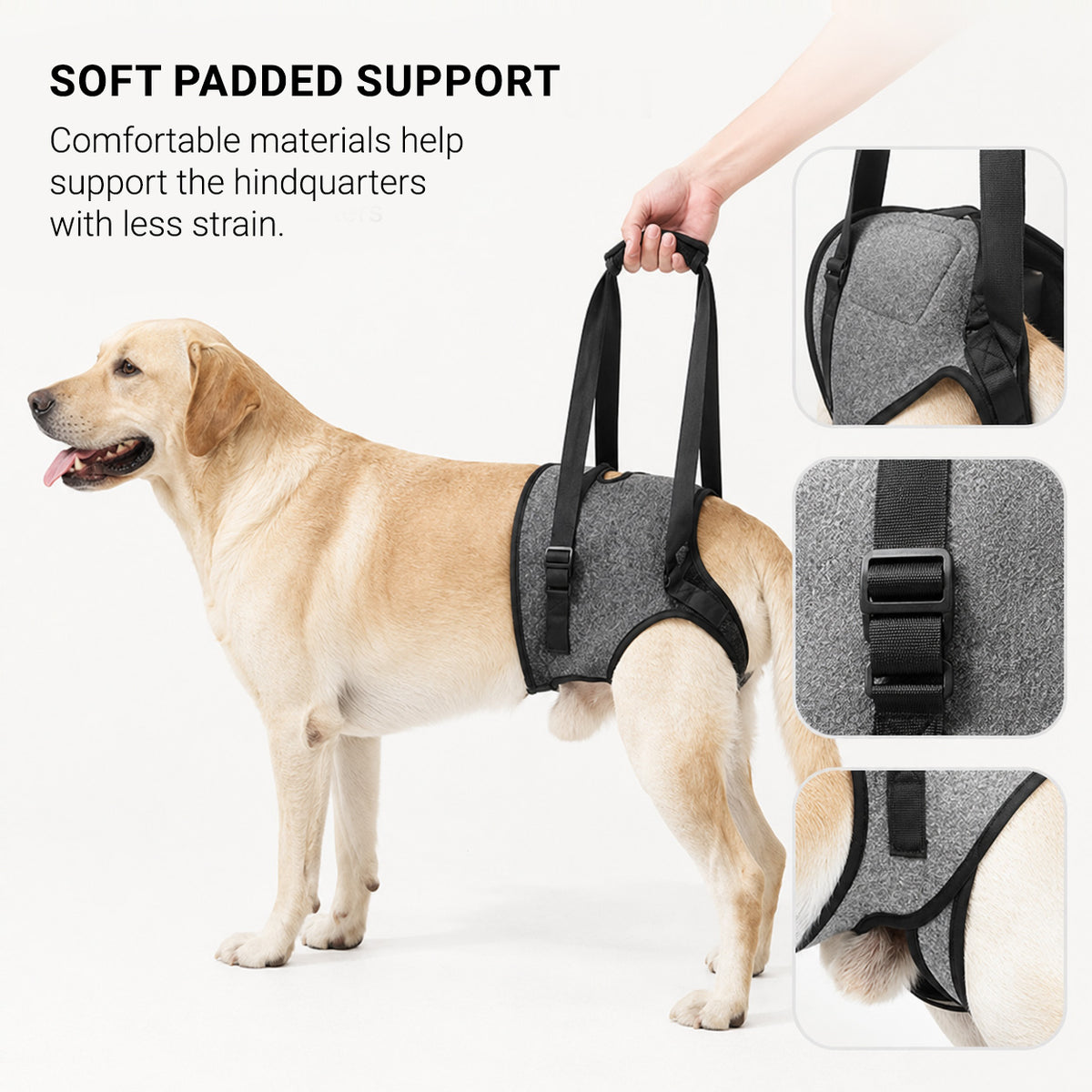 Padded GentleLift senior dog mobility harness designed to support the rear legs
