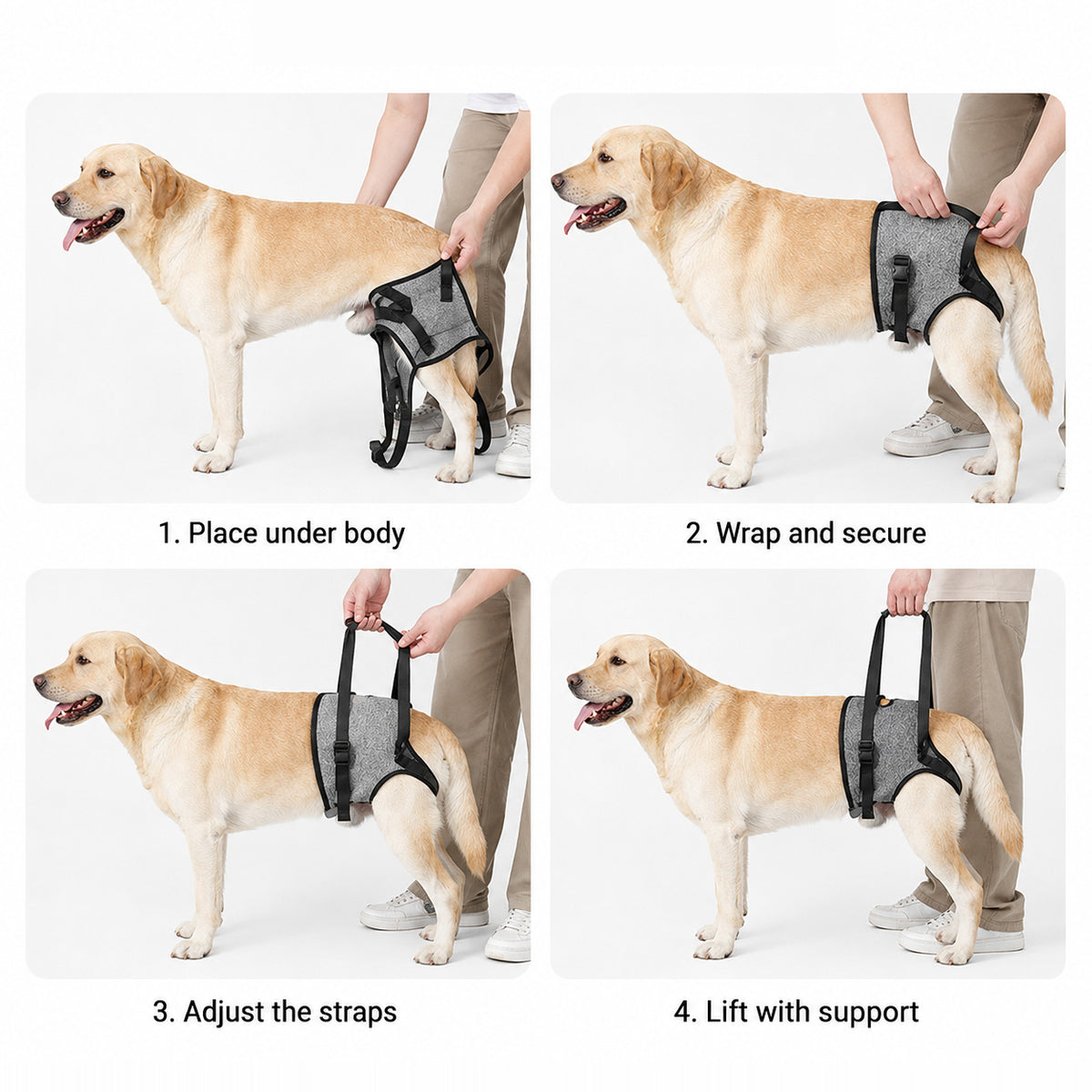 Senior dog using a rear support harness for safer assisted movement and walking