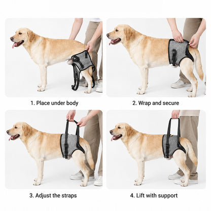 Senior dog using a rear support harness for safer assisted movement and walking