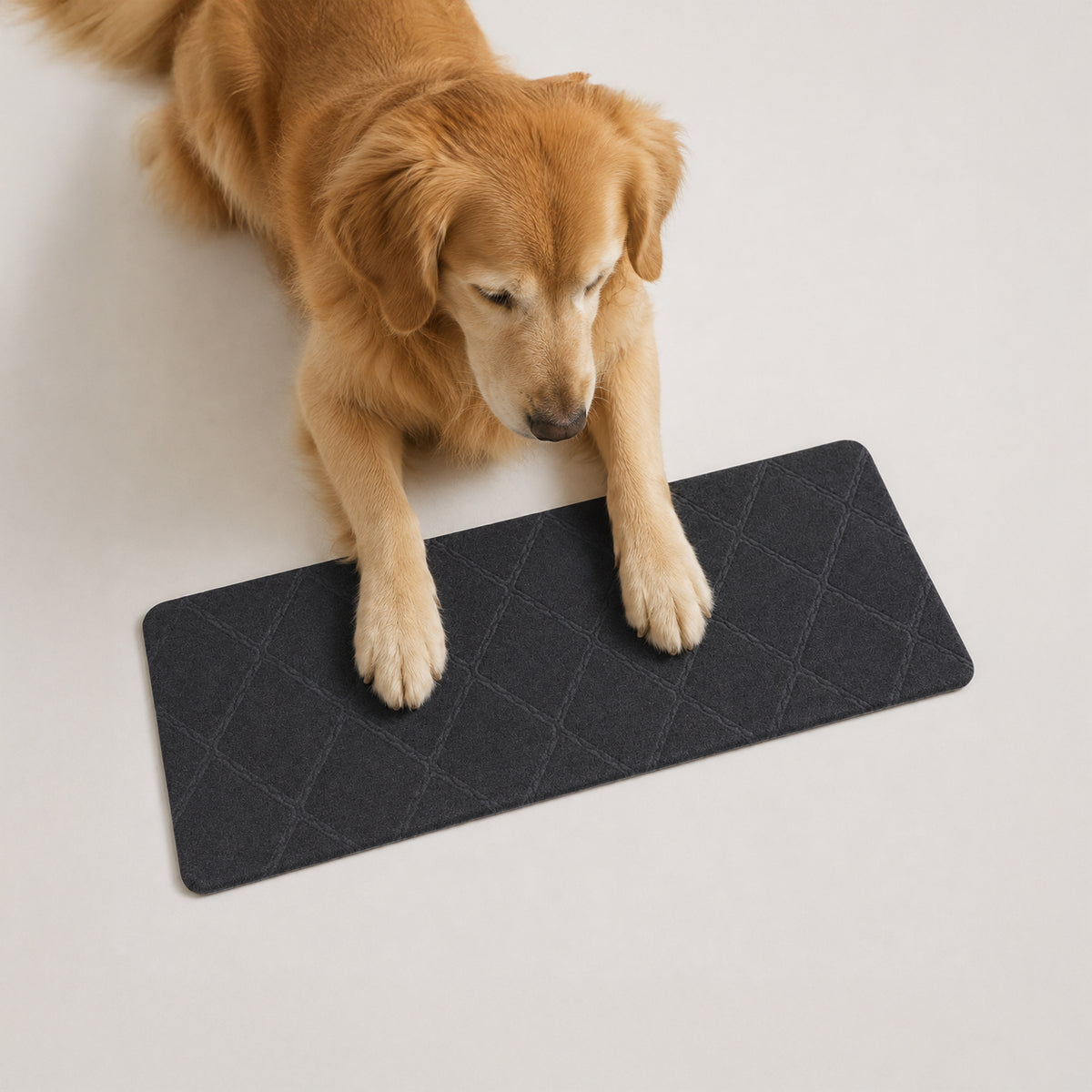 Senior dog standing on SteadyStep non-slip stair tread for indoor stairs