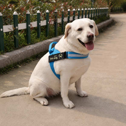 Dog wearing the blue SteadySupport reflective senior dog harness