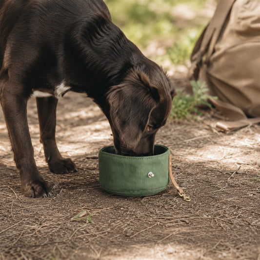 Dog drinking from a green TrailFold foldable travel dog bowl outdoors