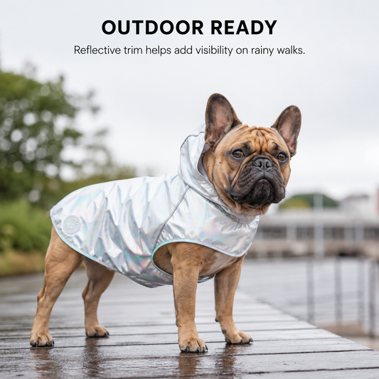 Dog wearing a neon aqua waterproof raincoat during an outdoor walk.